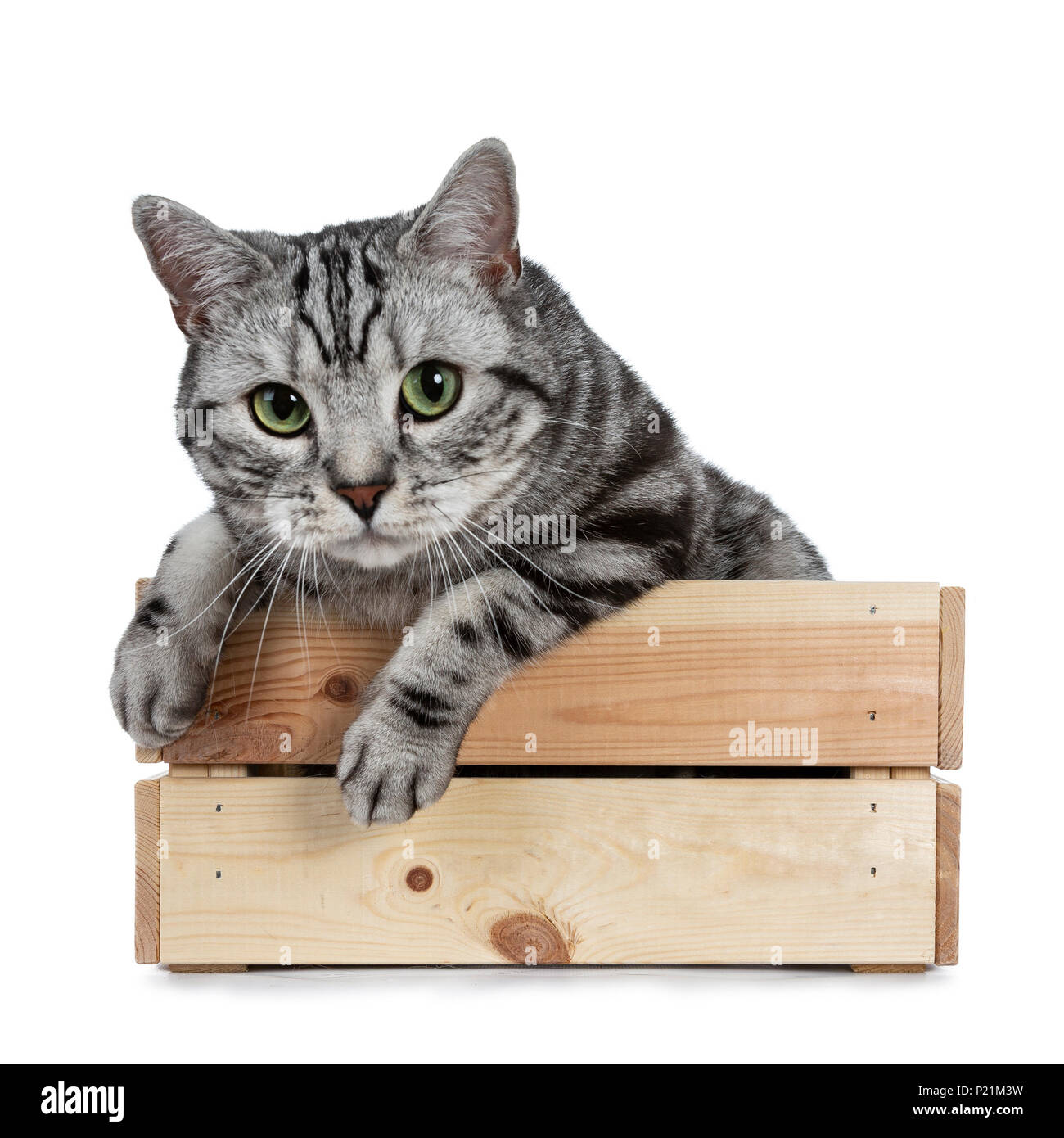 British shorthair black silver tabby Cut Out Stock Images & Pictures