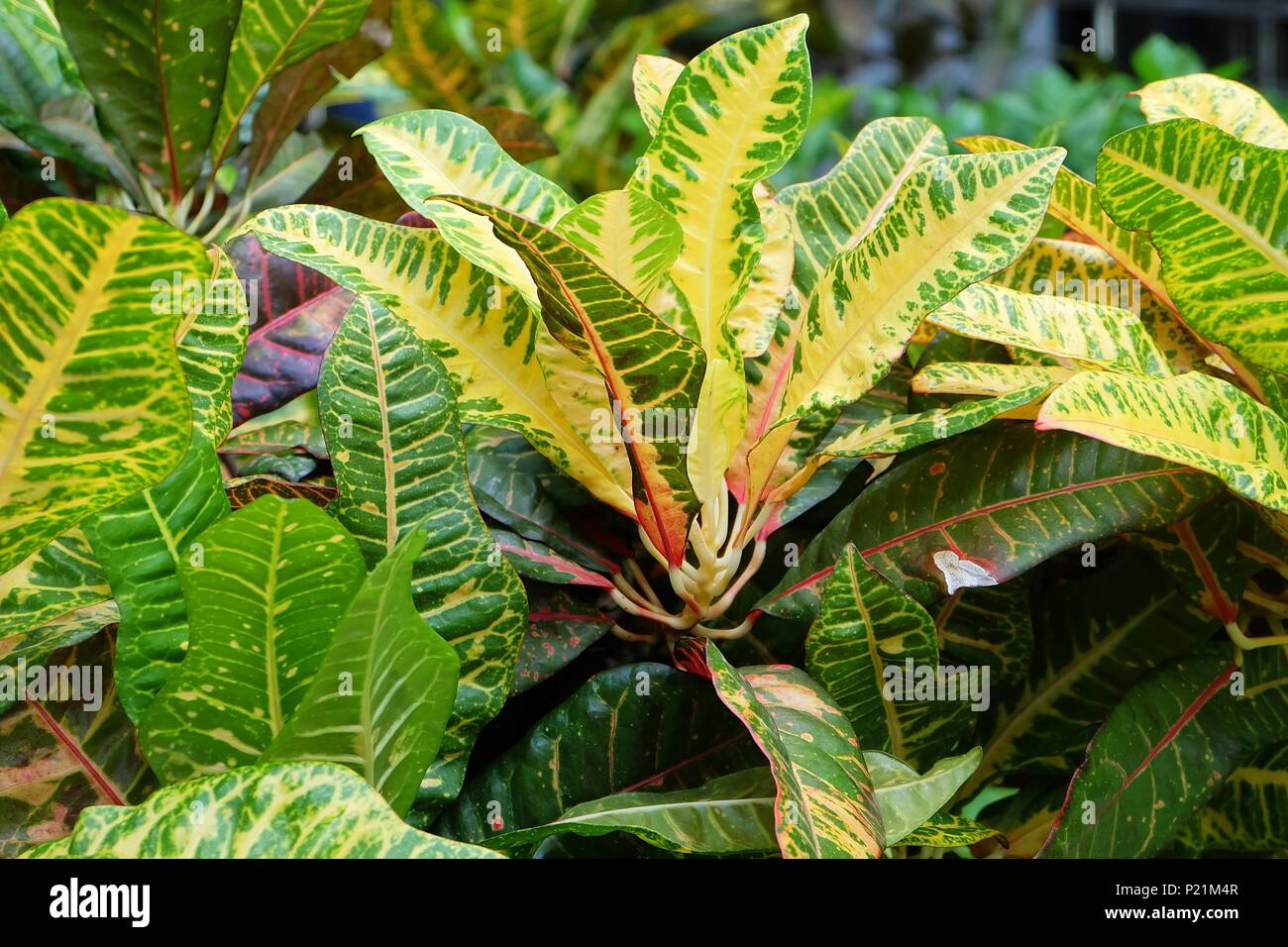Flower and Plant, Beautiful Green and Yellow Spot Croton Plants or Codiaeum Variegatium Plants For Garden Decor. Stock Photo