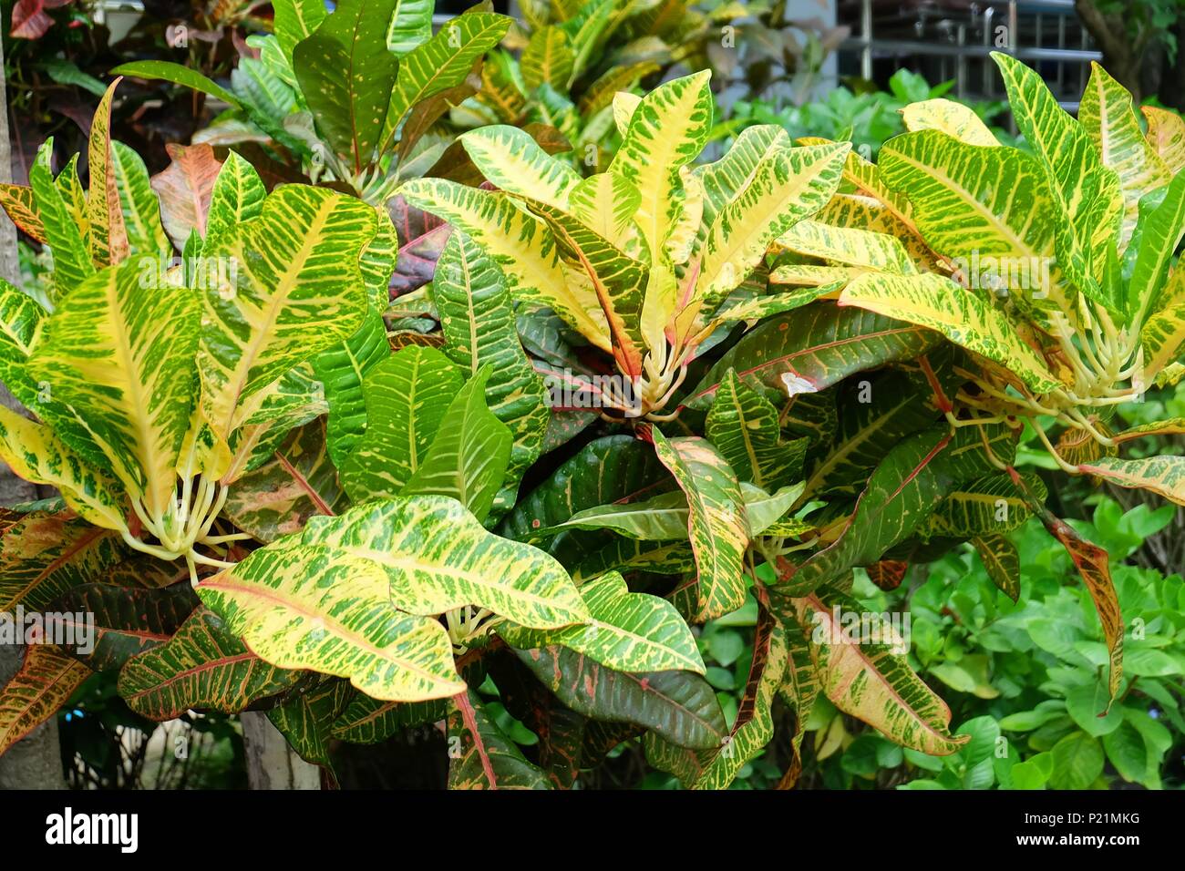 Flower and Plant, Beautiful Green and Yellow Spot Croton Plants or Codiaeum Variegatium Plants For Garden Decor. Stock Photo