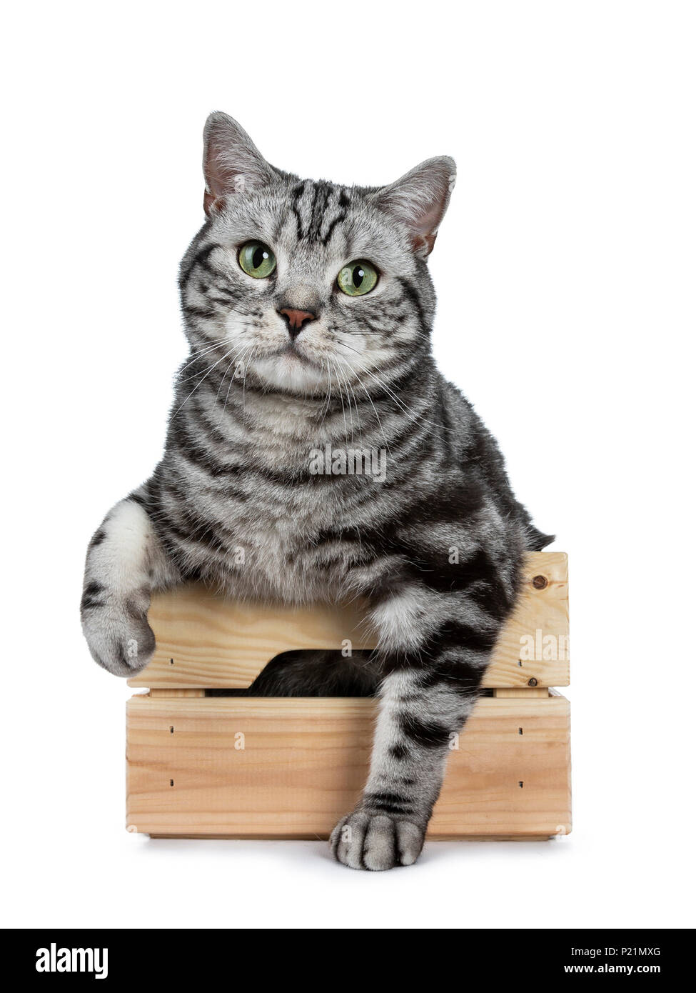 Handsome black silver tabby British Shorthair cat sitting sitting in wooden box with paws outside isolated on white background and looking at camera Stock Photo
