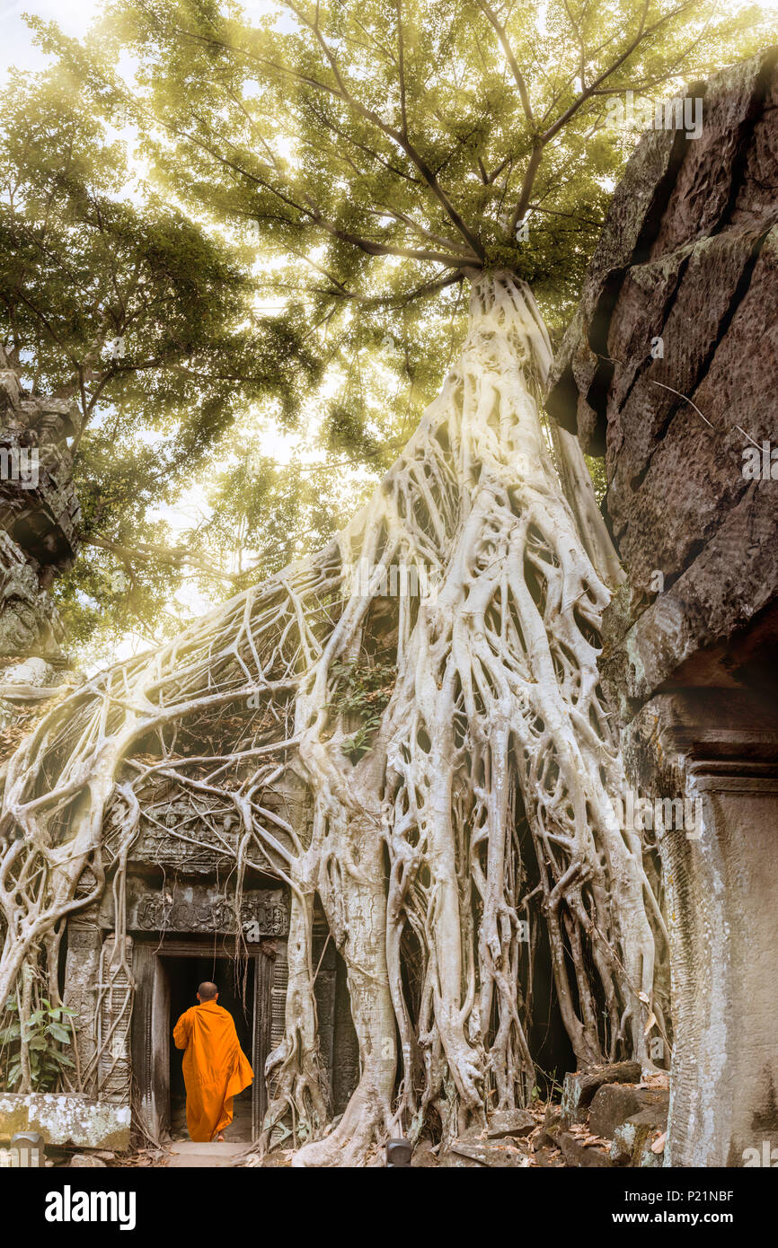 Giant tree roots and monk in temple Ta Prom Angkor wat Stock Photo