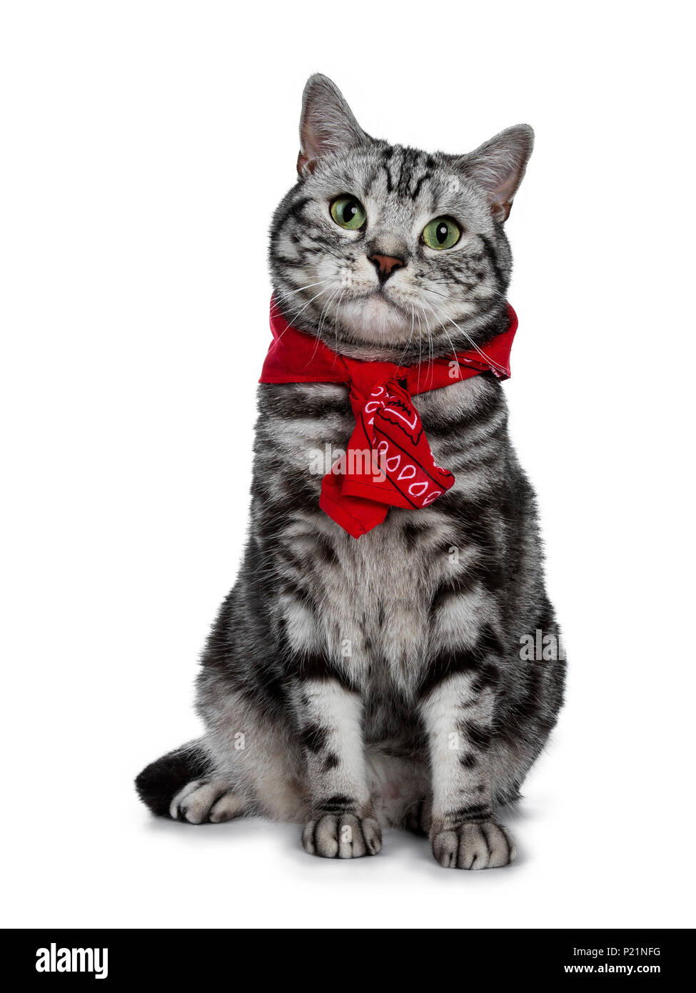 Handsome black silver tabby British Shorthair cat sitting straight up wearing a typical Dutch 'boerenzakdoek' around his neck isolated on white back Stock Photo