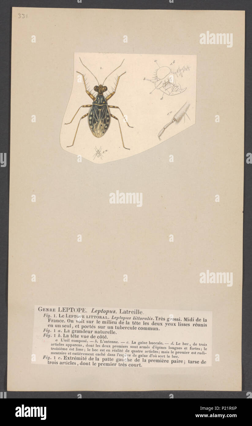 . Leptopus  174 Leptopus - Print - Iconographia Zoologica - Special Collections University of Amsterdam - UBAINV0274 002 02 0049 Stock Photo