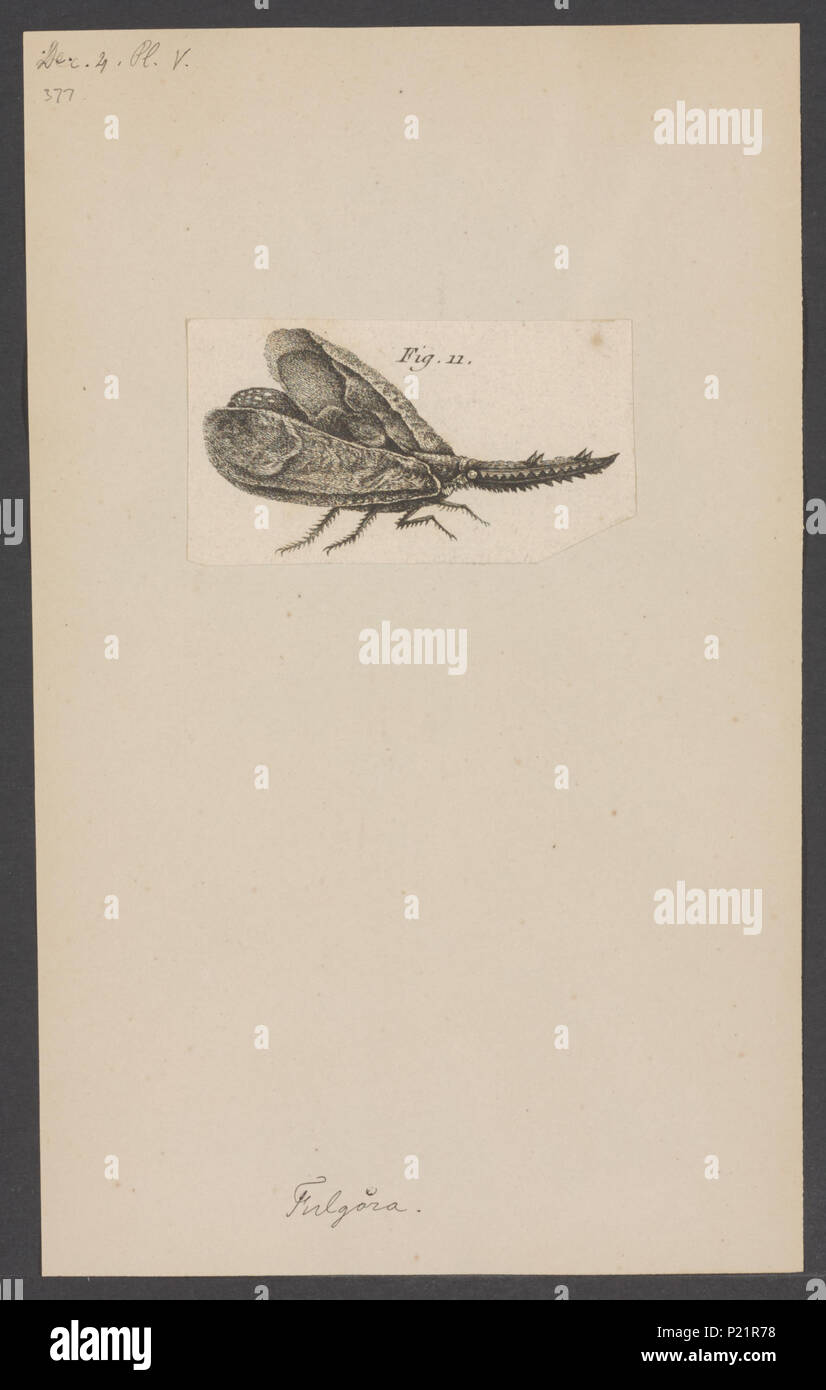 . Fulgora  129 Fulgora - Print - Iconographia Zoologica - Special Collections University of Amsterdam - UBAINV0274 002 02 0067 Stock Photo