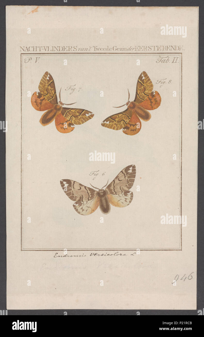 Detailed taxonomy chart hi-res stock photography and images - Alamy