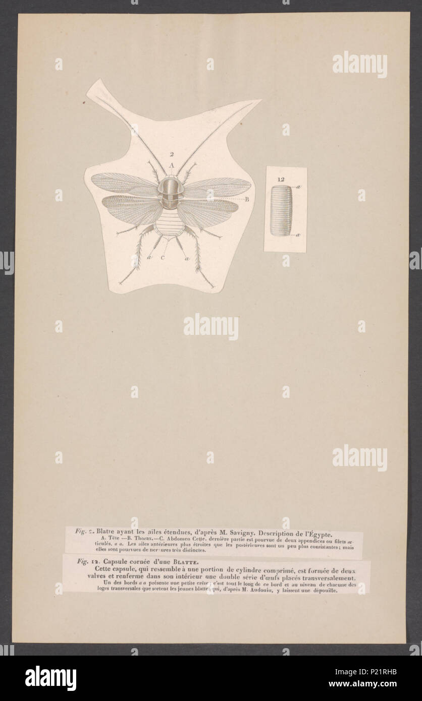 . Blatta  31 Blatta - Print - Iconographia Zoologica - Special Collections University of Amsterdam - UBAINV0274 004 03 0002 Stock Photo
