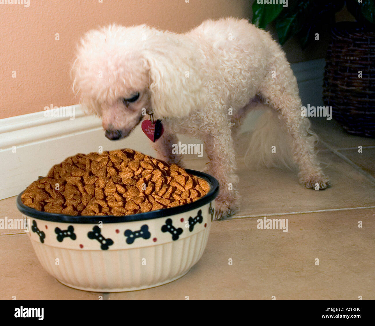 Series of 5 images Small dog Possessive of large bowl of too much food   © Myrleen Pearson...Ferguson Cate Stock Photo