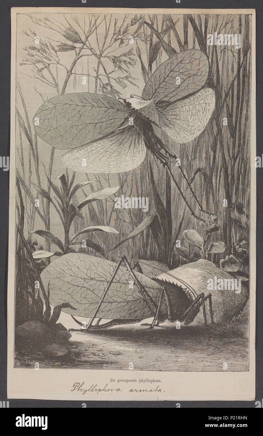 . Phyllophora  223 Phyllophora - Print - Iconographia Zoologica - Special Collections University of Amsterdam - UBAINV0274 004 03 0019 Stock Photo