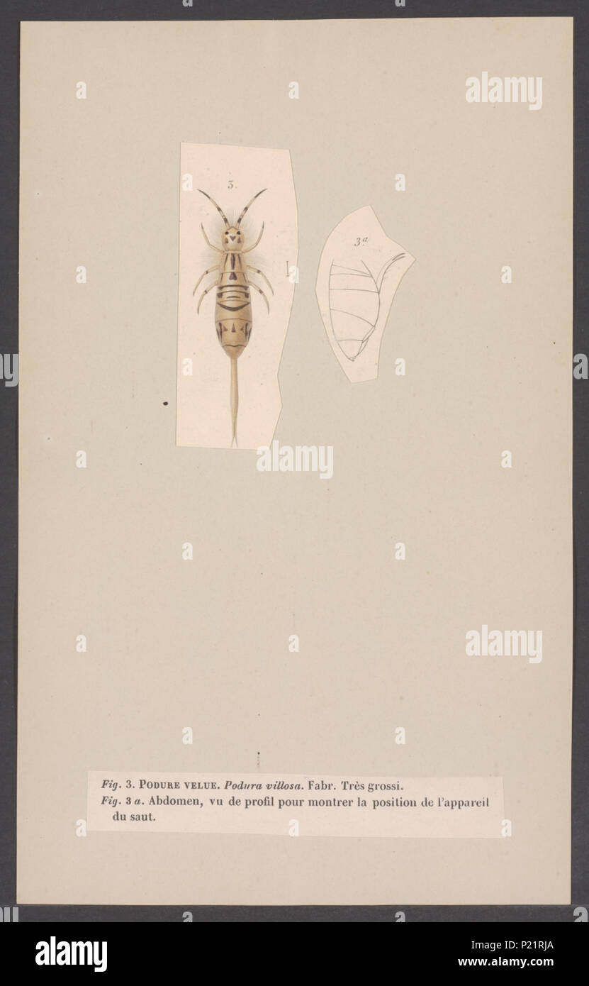 . Podura  229 Podura - Print - Iconographia Zoologica - Special Collections University of Amsterdam - UBAINV0274 004 03 0045 Stock Photo