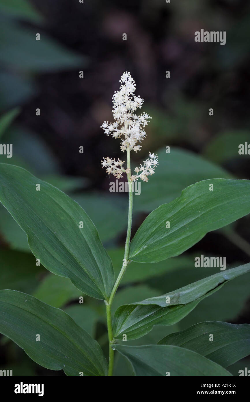 The feathery small white fragrant flowers of a false solomon's seal rise above the dark woodland flower. Stock Photo