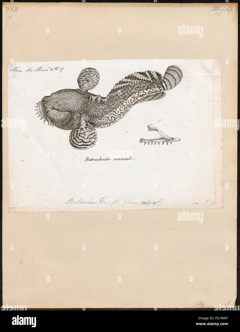 . Opsanus beta syn. Batrachus tau . between 1700 and 1880 30 Batrachus tau - 1700-1880 - Print - Iconographia Zoologica - Special Collections University of Amsterdam - UBA01 IZ13600165 Stock Photo