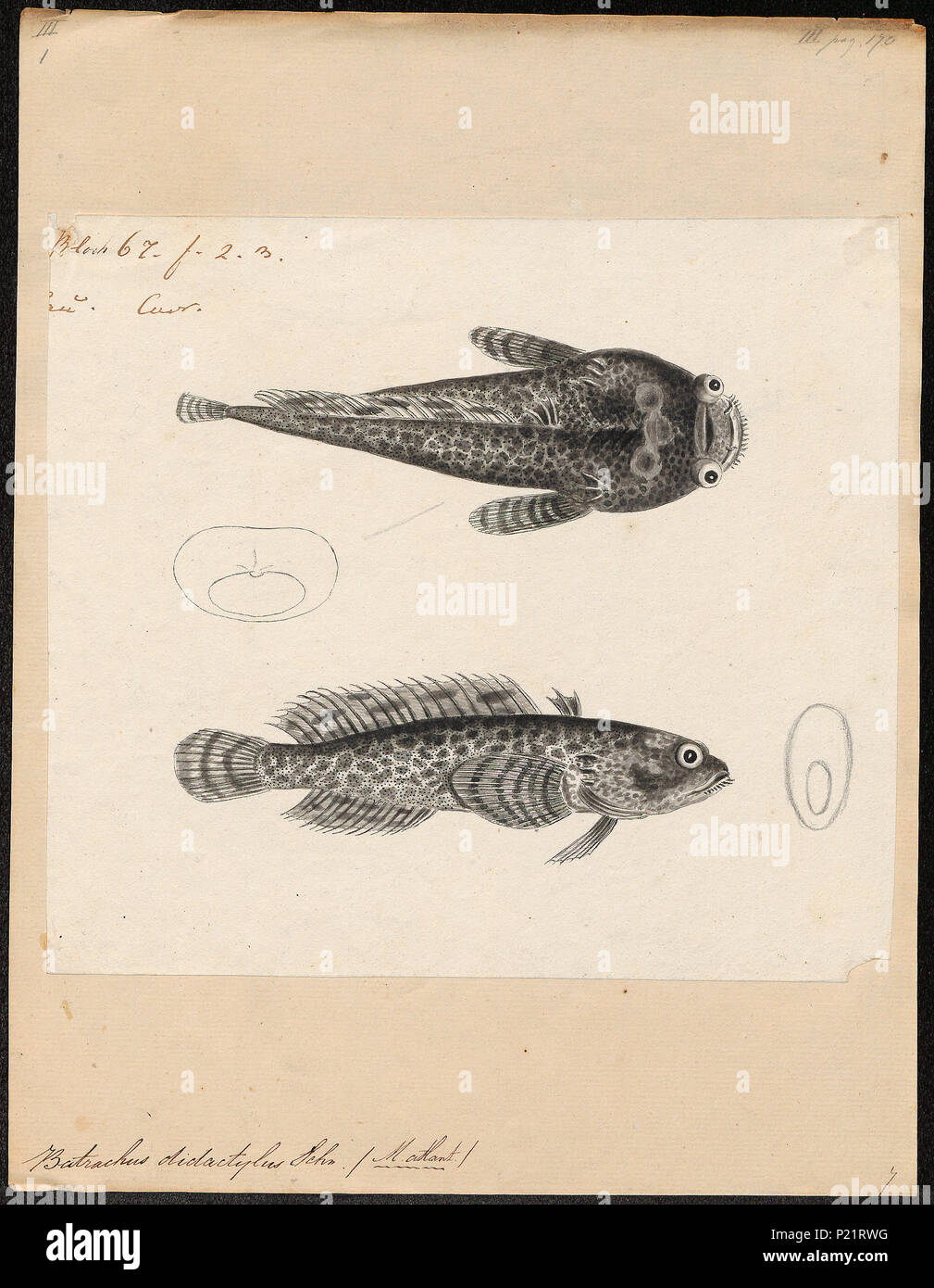 . Batrachus didactylus . between 1700 and 1880 30 Batrachus didactylus - 1700-1880 - Print - Iconographia Zoologica - Special Collections University of Amsterdam - UBA01 IZ13600175 Stock Photo