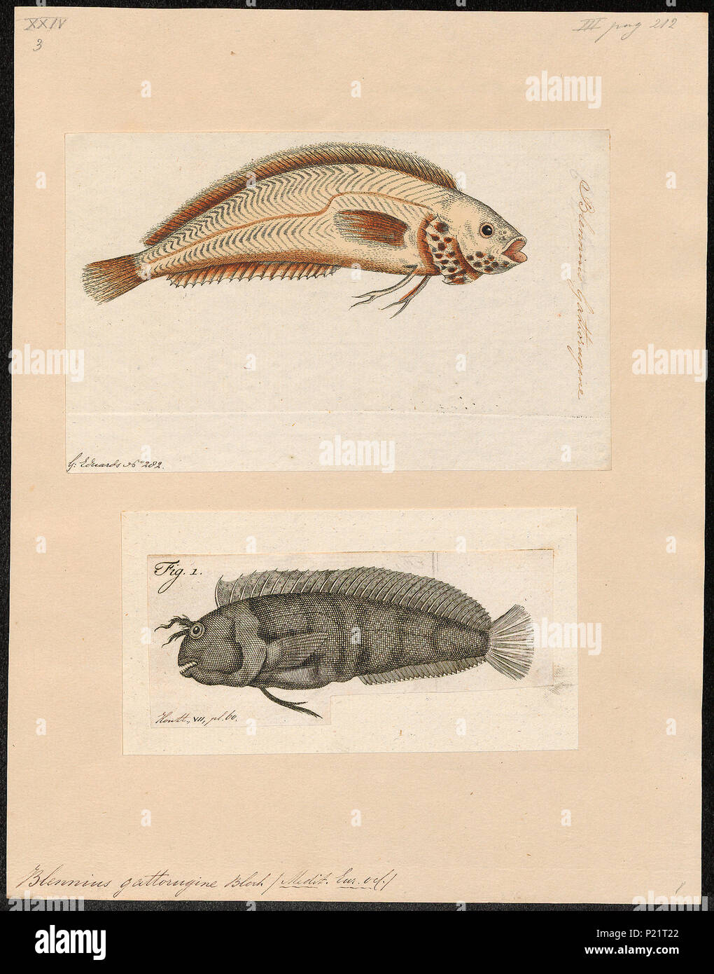 . Blennius gattorugine . between 1700 and 1880 31 Blennius gattorugine - 1700-1880 - Print - Iconographia Zoologica - Special Collections University of Amsterdam - UBA01 IZ13600311 Stock Photo