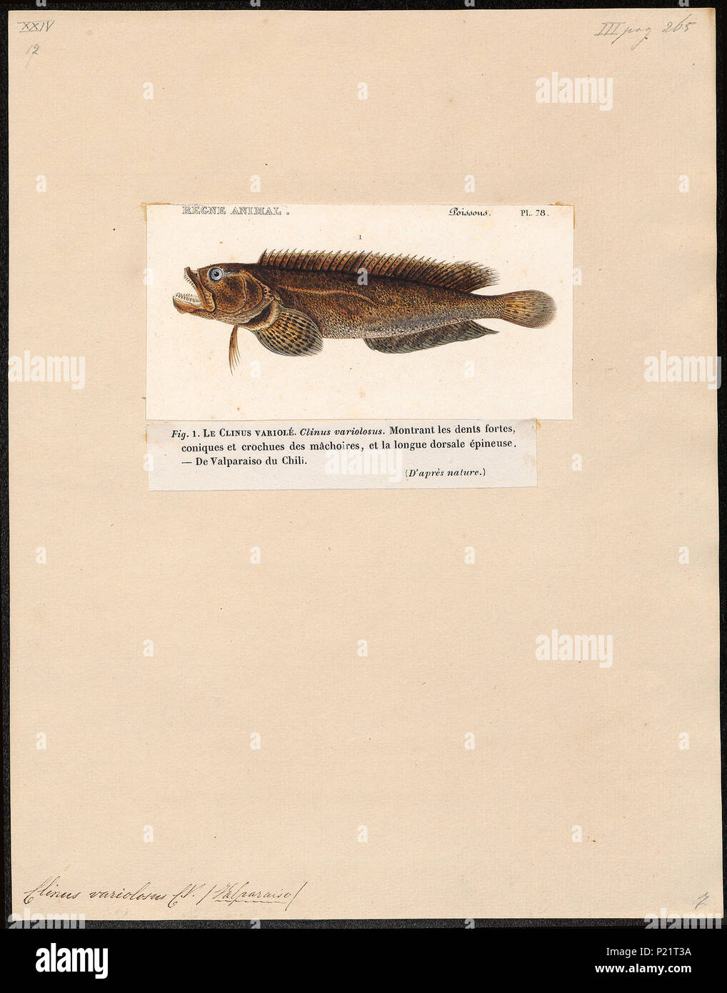 . Clinus variolosus . between 1700 and 1880 62 Clinus variolosus - 1700-1880 - Print - Iconographia Zoologica - Special Collections University of Amsterdam - UBA01 IZ13600351 Stock Photo