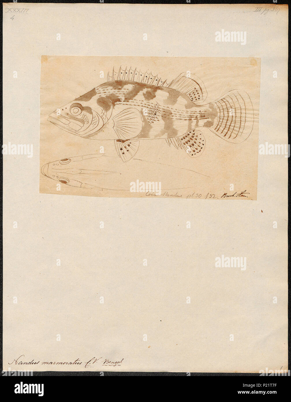 . Nandus marmoratus . between 1700 and 1880 199 Nandus marmoratus - 1700-1880 - Print - Iconographia Zoologica - Special Collections University of Amsterdam - UBA01 IZ13700089 Stock Photo