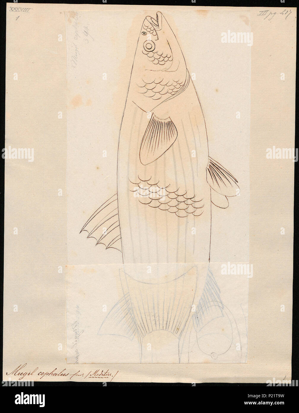 196 Mugil cephalus - 1700-1880 - Print - Iconographia Zoologica - Special Collections University of Amsterdam - UBA01 IZ13800041 Stock Photo