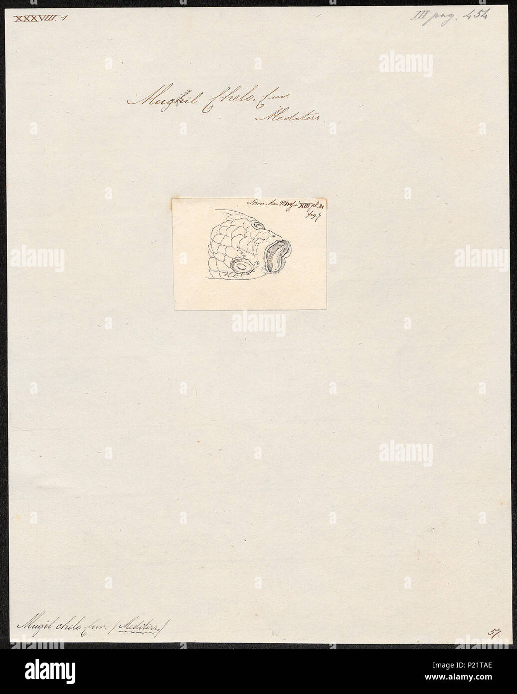 196 Mugil chelo - kop - 1700-1880 - Print - Iconographia Zoologica - Special Collections University of Amsterdam - UBA01 IZ13800059 Stock Photo