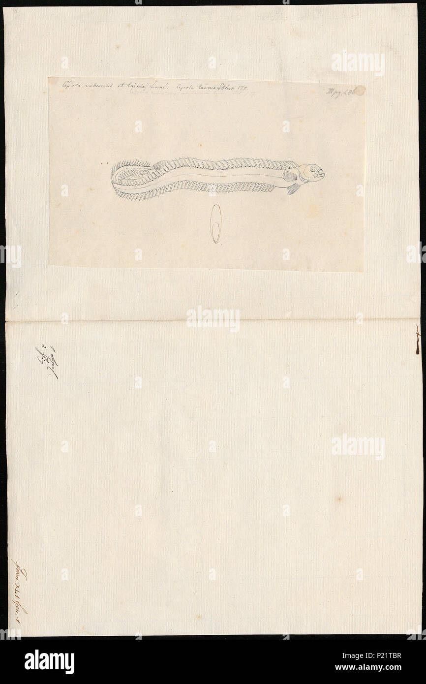 . Cepola rubescens . between 1700 and 1880 55 Cepola rubescens - 1700-1880 - Print - Iconographia Zoologica - Special Collections University of Amsterdam - UBA01 IZ13800091 Stock Photo