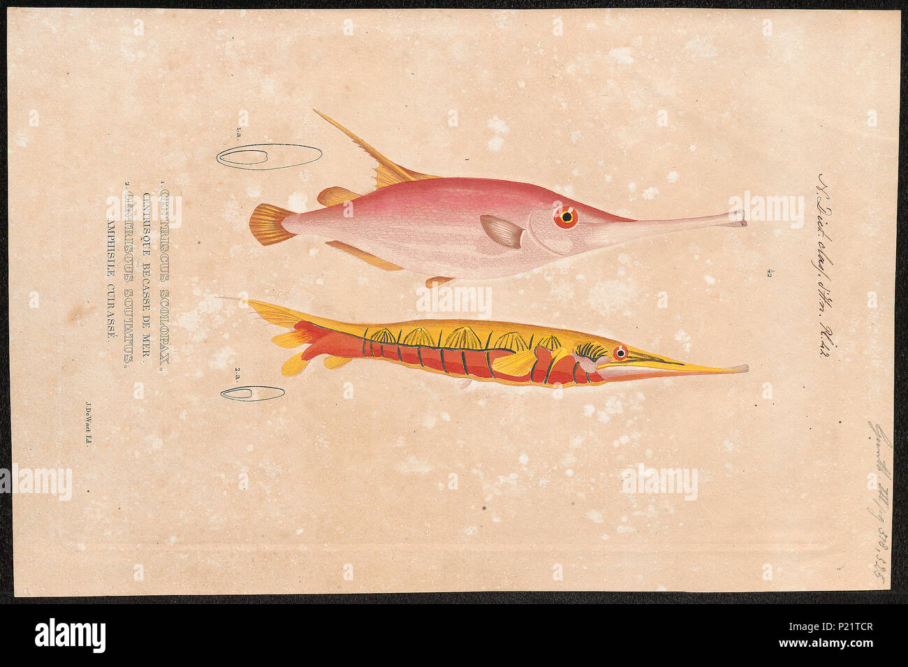 . Macroramphosus scolopax syn. Centriscus scolopax & Centriscus