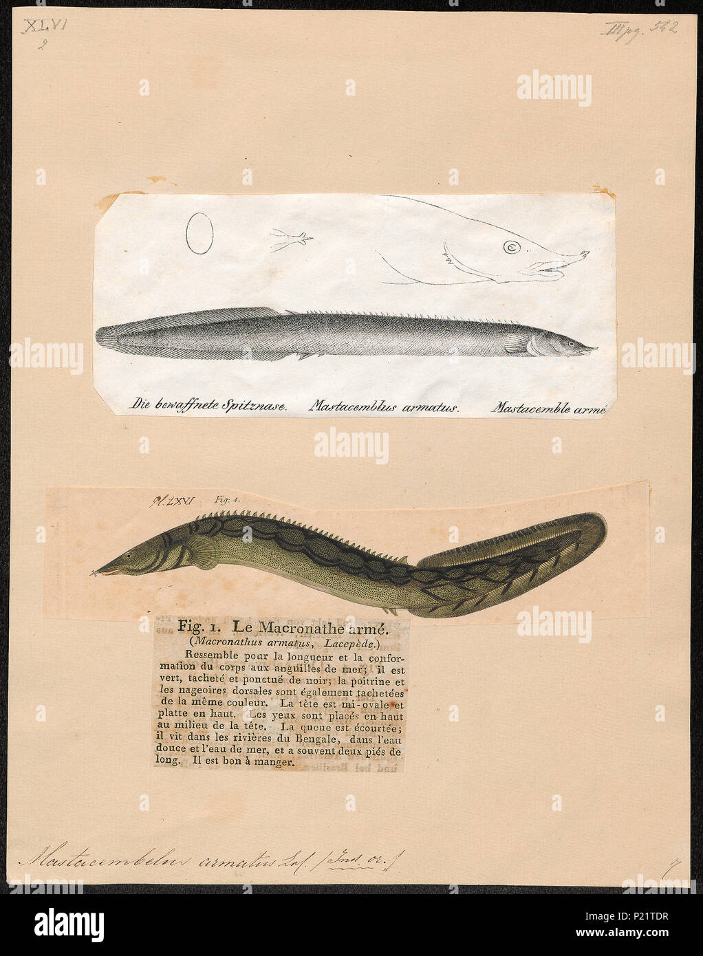 . Mastacembelus armatus . between 1700 and 1880 190 Mastacembelus armatus - 1700-1880 - Print - Iconographia Zoologica - Special Collections University of Amsterdam - UBA01 IZ13800147 Stock Photo