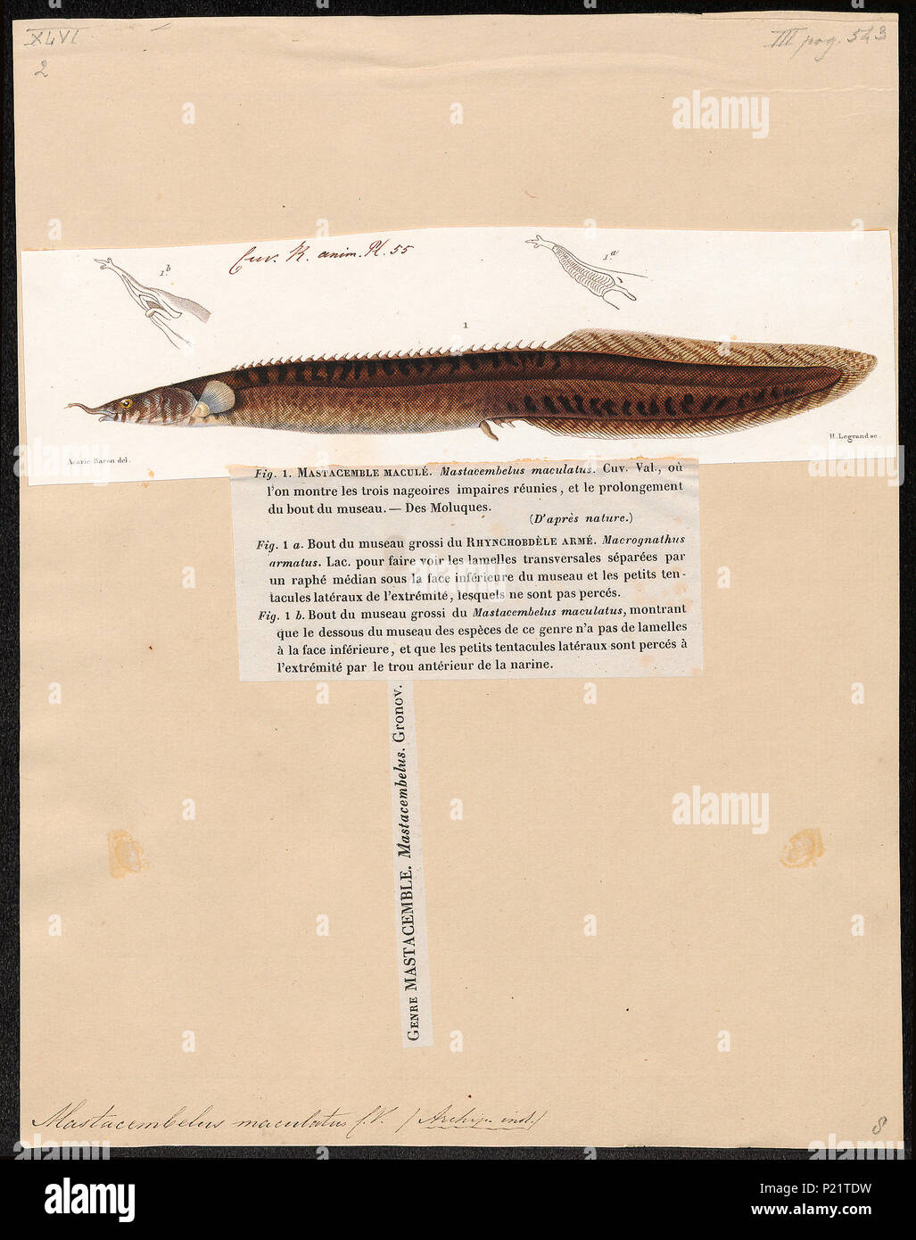 . Mastacembelus maculatus . between 1700 and 1880 190 Mastacembelus maculatus - 1700-1880 - Print - Iconographia Zoologica - Special Collections University of Amsterdam - UBA01 IZ13800149 Stock Photo