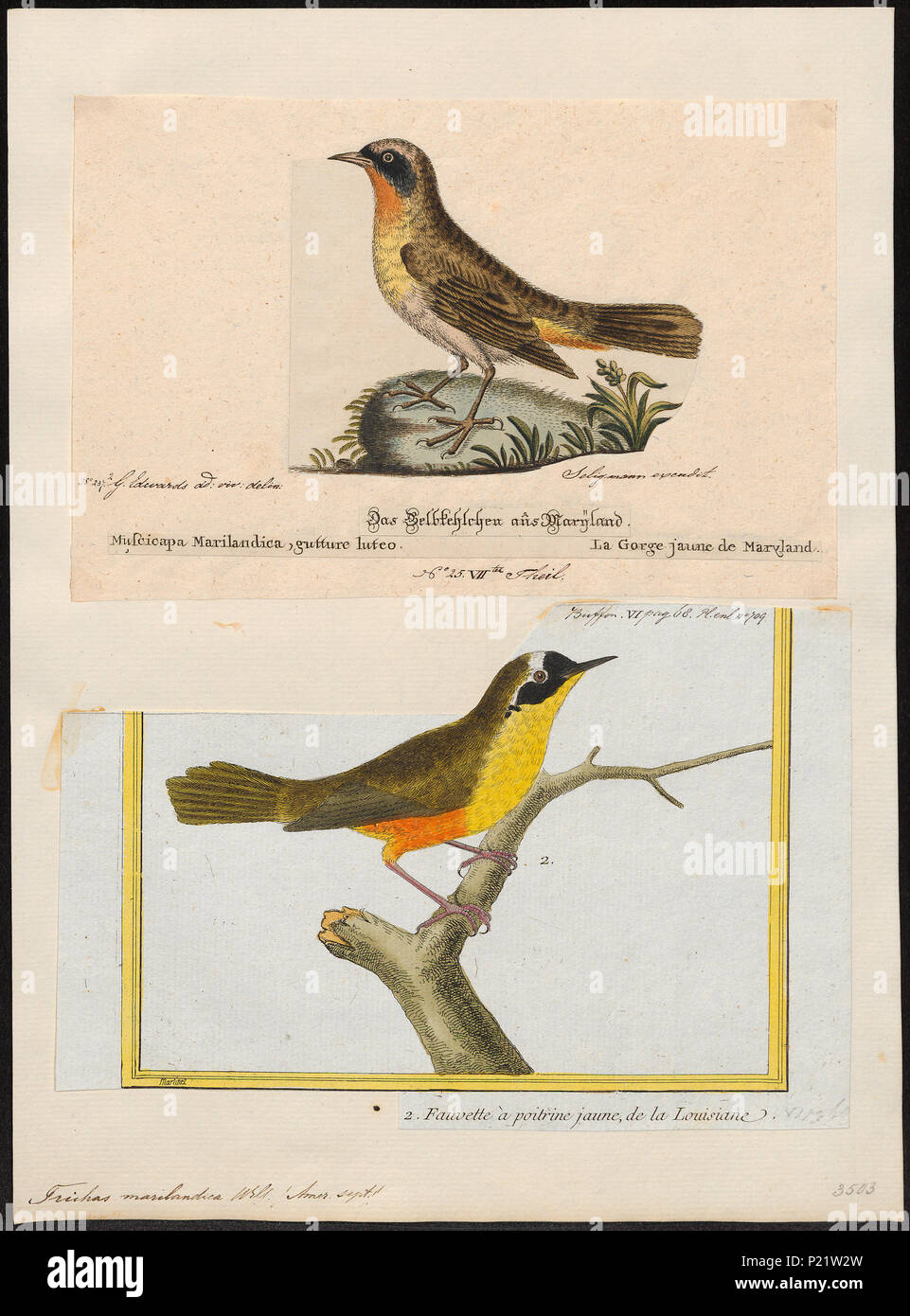 . Trichas marilandica . between 1700 and 1880 307 Trichas marilandica - 1700-1880 - Print - Iconographia Zoologica - Special Collections University of Amsterdam - UBA01 IZ16300063 Stock Photo