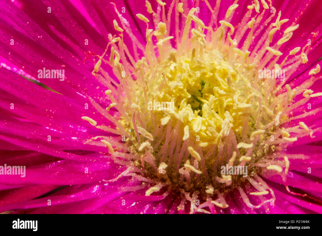 Carpobrotus edulis, Close up of the Purple hottentot fig flower Stock