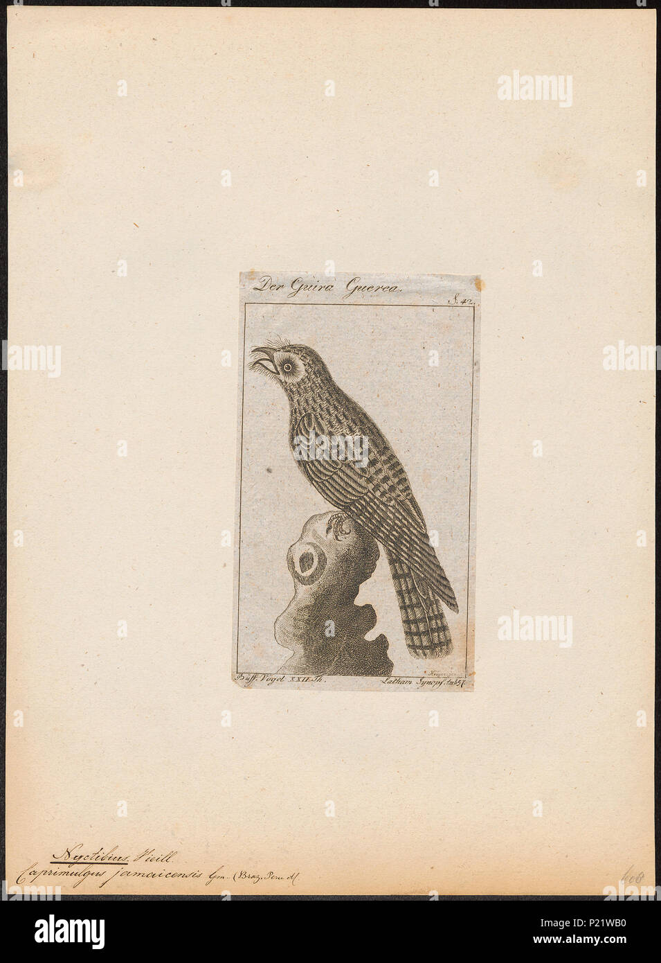 209 Nyctibius jamaicensis - 1772-1829 - Print - Iconographia Zoologica - Special Collections University of Amsterdam - UBA01 IZ16700023 Stock Photo