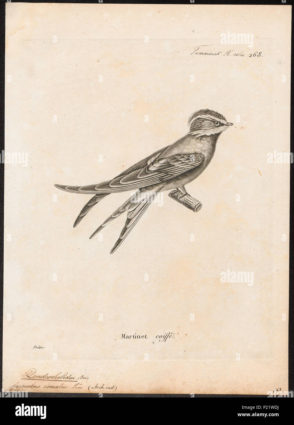 . Dendrochelidon comata . between 1700 and 1880 79 Dendrochelidon comata - 1700-1880 - Print - Iconographia Zoologica - Special Collections University of Amsterdam - UBA01 IZ16700105 Stock Photo