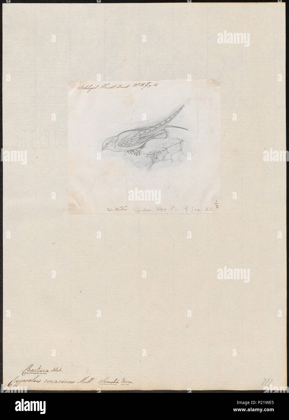 58 Chaetura coracina - 1857-1858 - Print - Iconographia Zoologica - Special Collections University of Amsterdam - UBA01 IZ16700121 Stock Photo