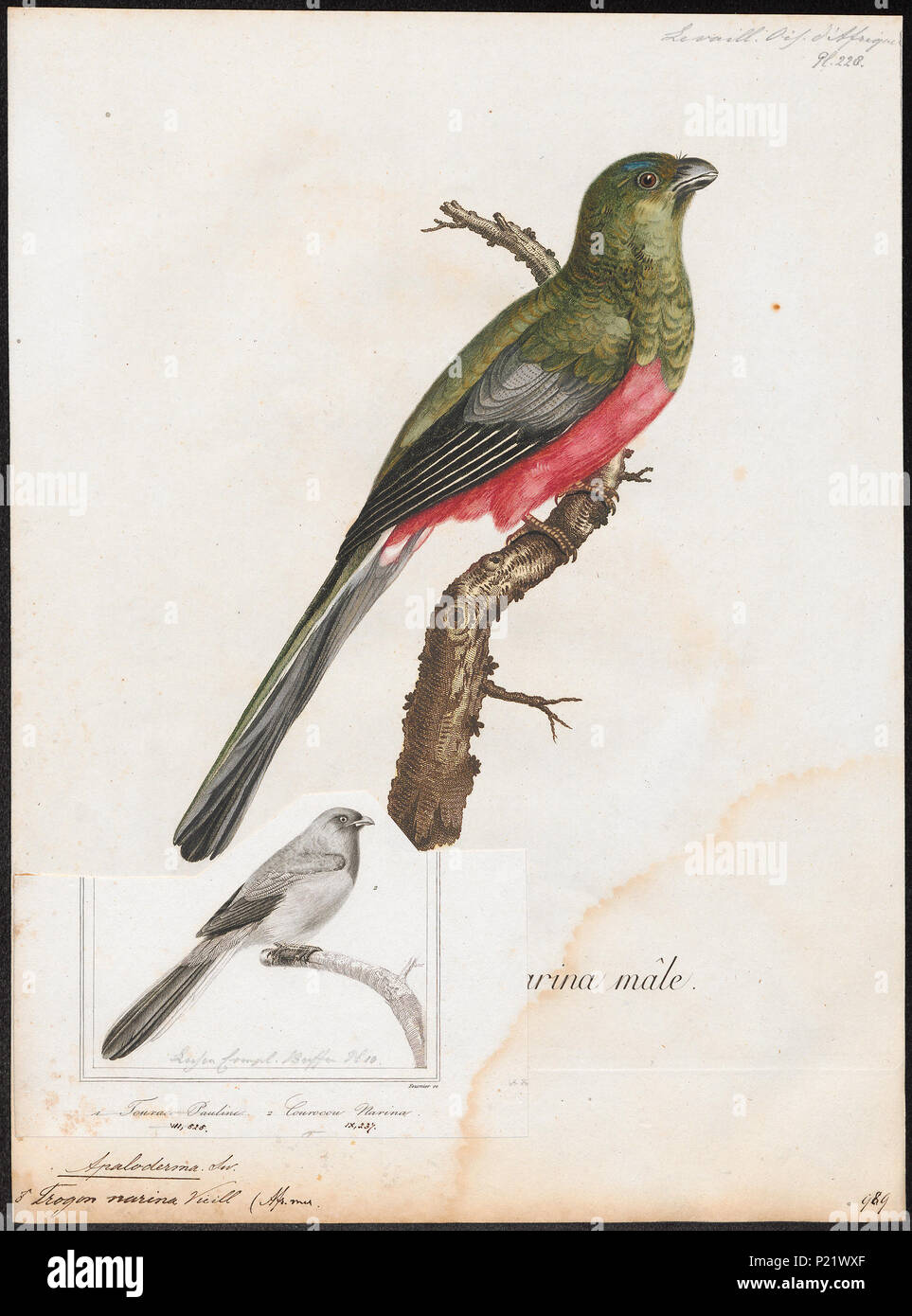 . Apaloderma narina . between 1796 and 1808 20 Apaloderma narina - 1796-1808 - Print - Iconographia Zoologica - Special Collections University of Amsterdam - UBA01 IZ16700357 Stock Photo