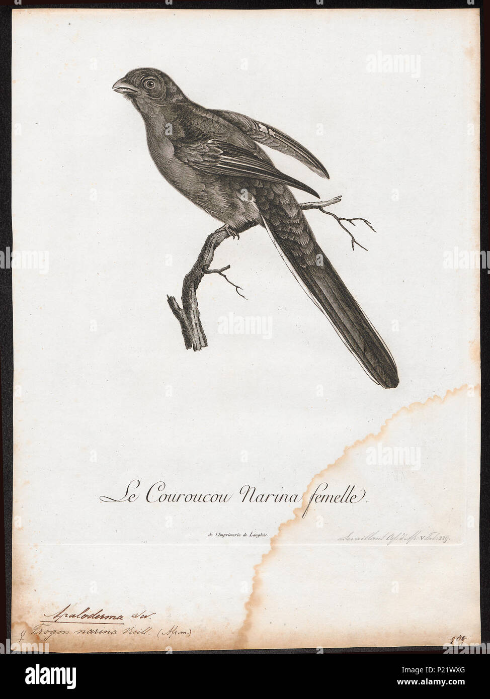 . Apaloderma narina . between 1796 and 1808 20 Apaloderma narina - 1796-1808 - Print - Iconographia Zoologica - Special Collections University of Amsterdam - UBA01 IZ16700359 Stock Photo