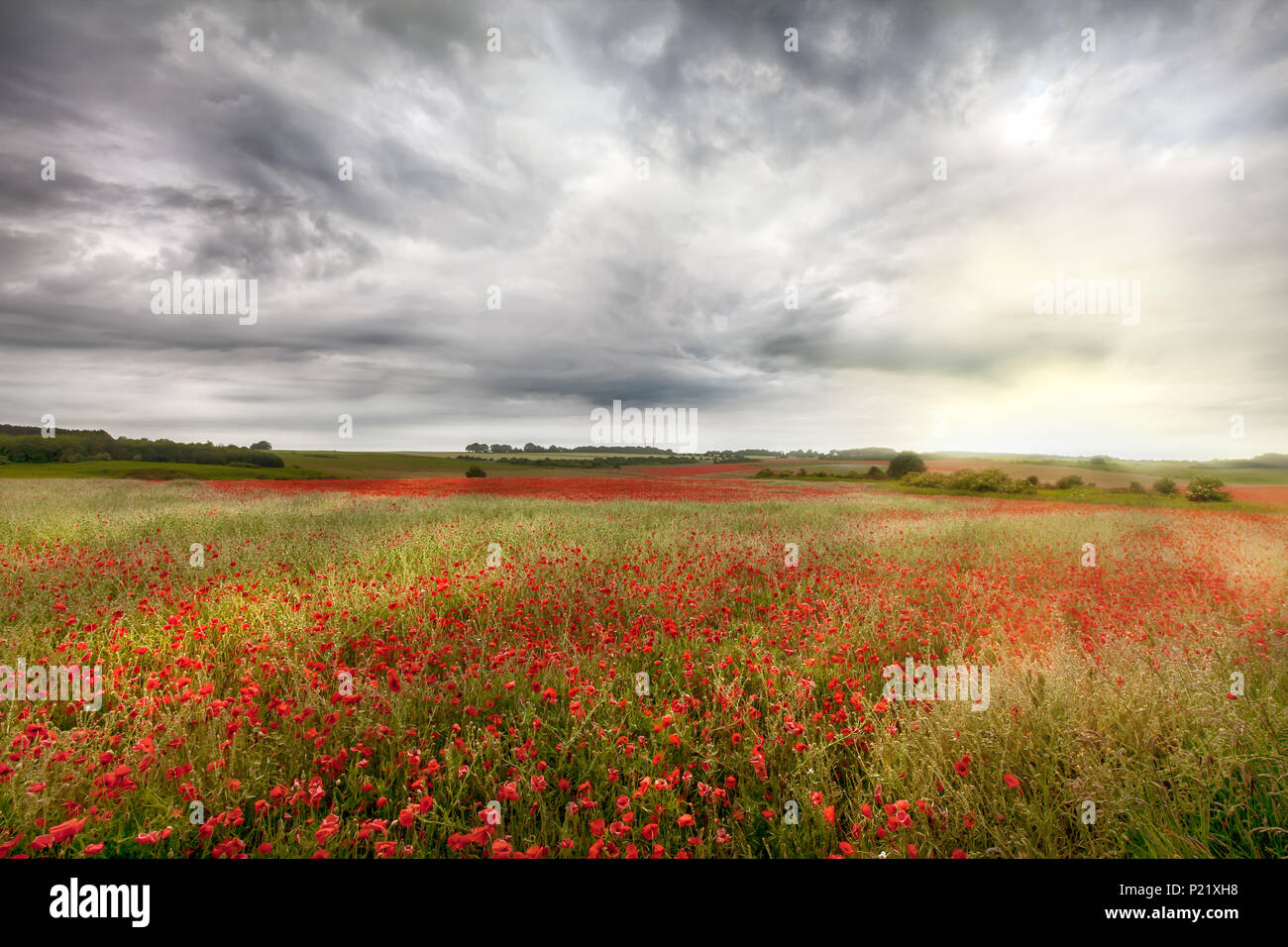 Poppy landscape hi-res stock photography and images - Alamy