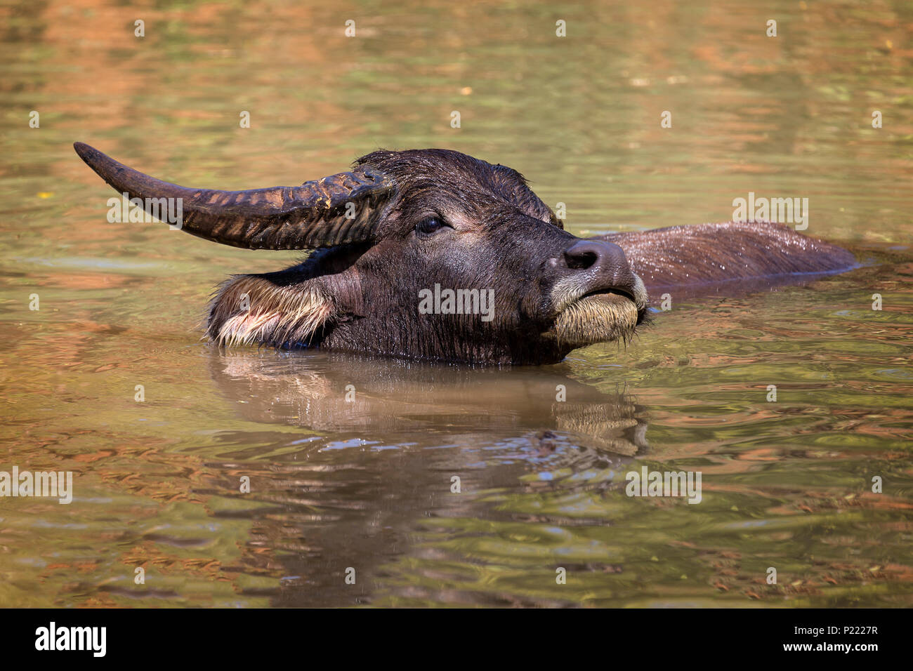 Water Buffalo Stock Photo