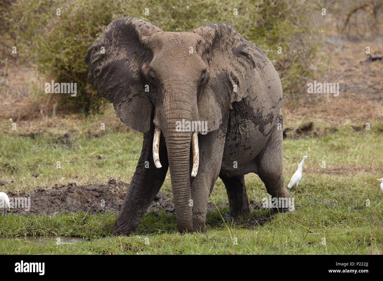A large African elephant makes a bad-tempered display by flapping her ears Stock Photo