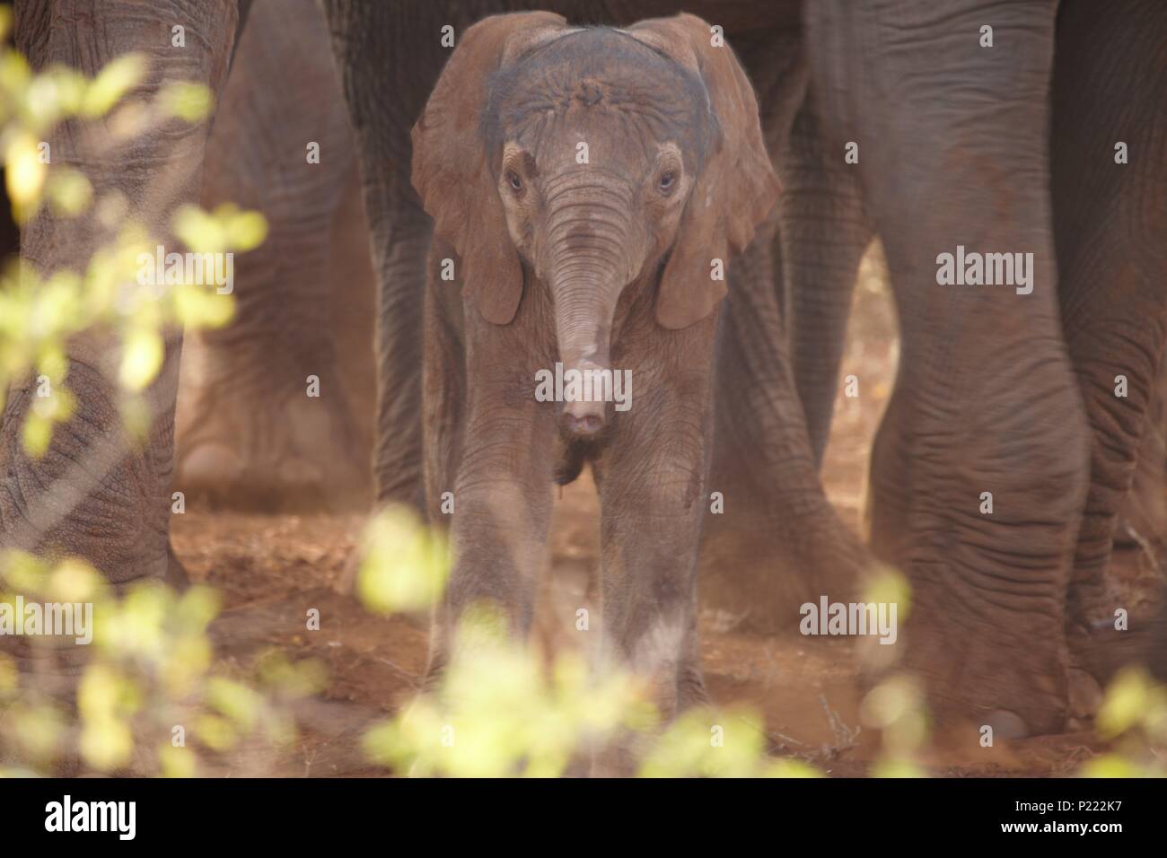 A newborn African elephant shelters by its mother's feet just hours