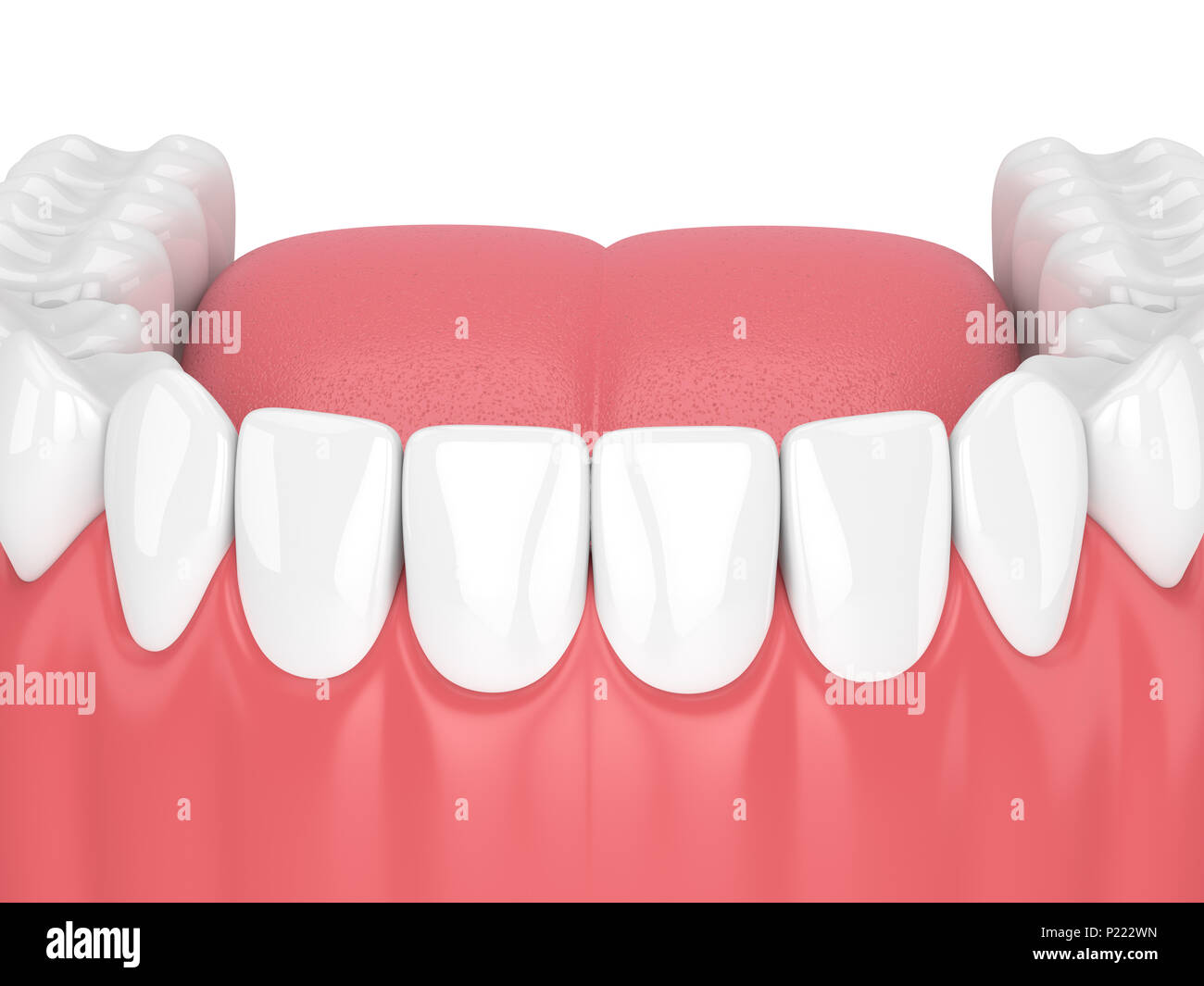 3d render of jaw model with teeth over white background Stock Photo - Alamy
