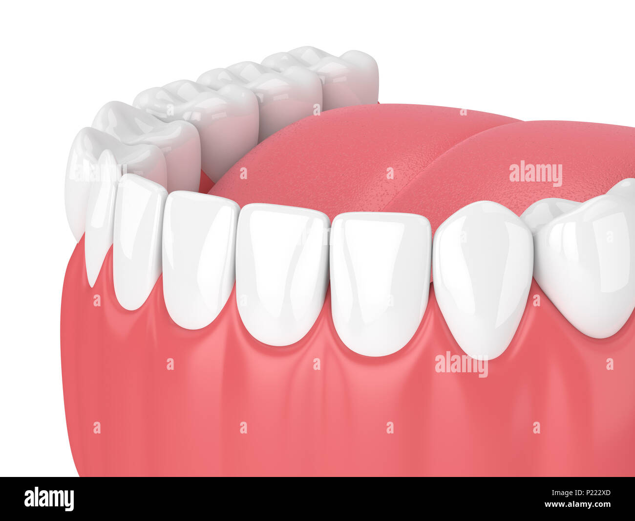 3d render of jaw model with teeth over white background Stock Photo - Alamy