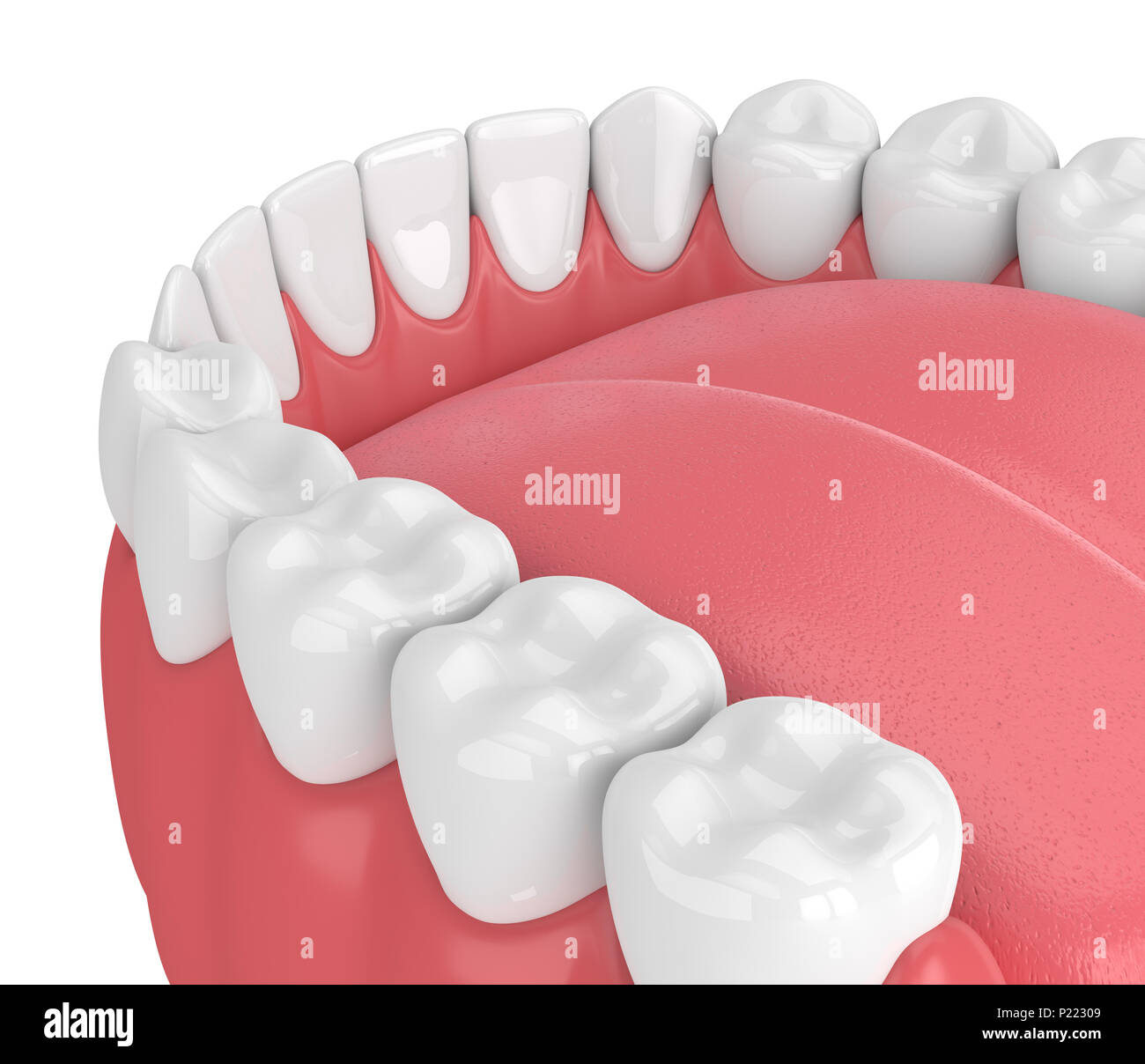 3d render of jaw model with teeth over white background Stock Photo - Alamy