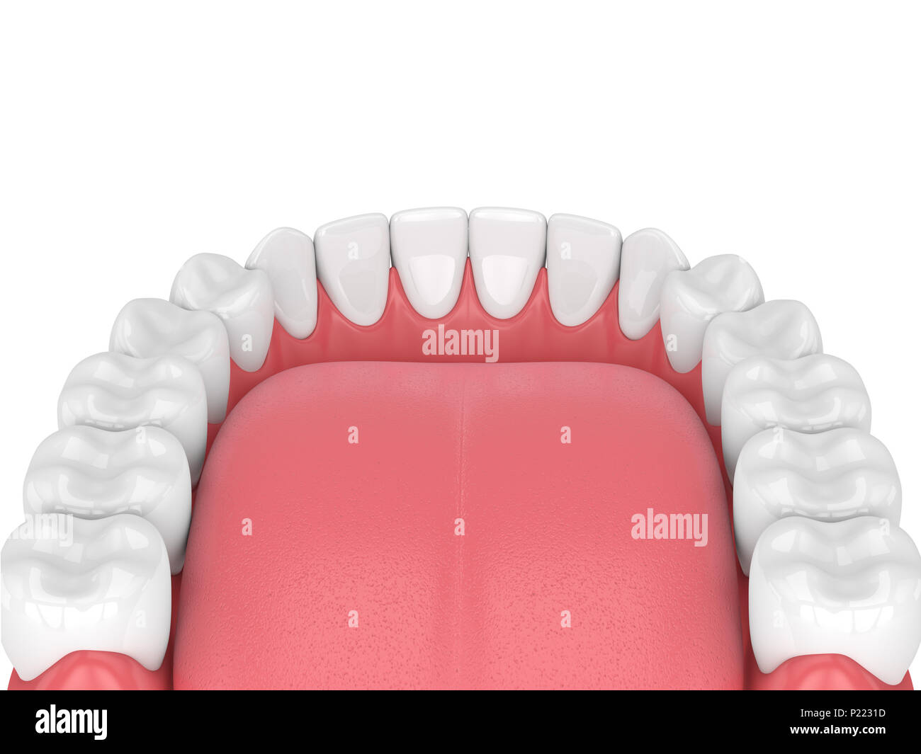 3d render of jaw model with teeth over white background Stock Photo - Alamy