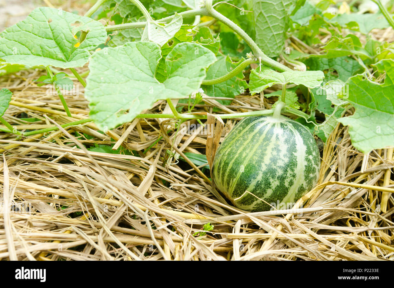 watermelon in farm Stock Photo - Alamy