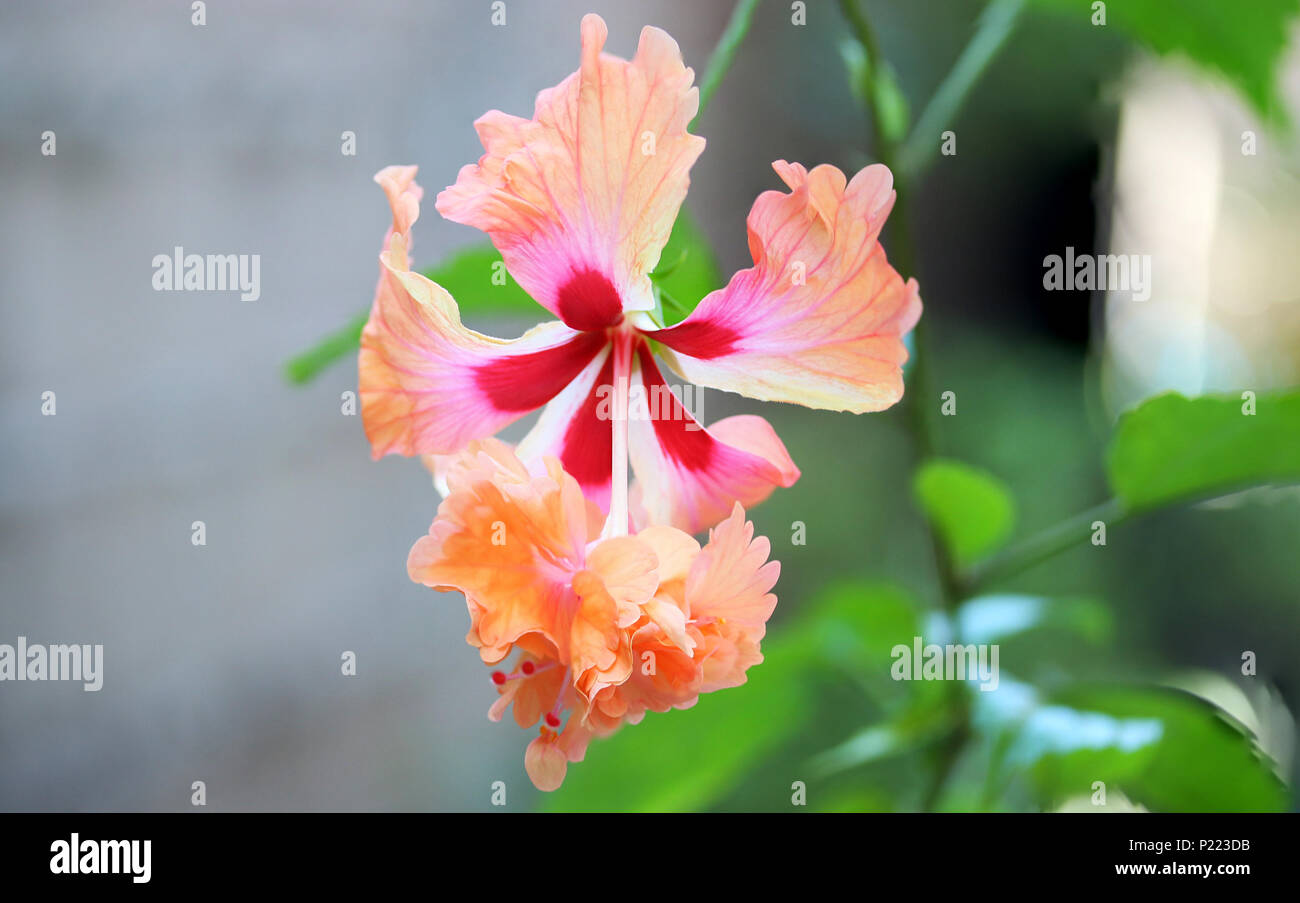 Gumamela hires stock photography and images Alamy