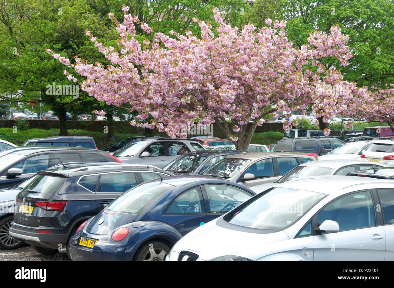 Ornamental Cherry Blossom Tree, in bloom, growing in an urban car park. These decorative shade trees are tolerant of atmospheric pollution. England UK Stock Photo