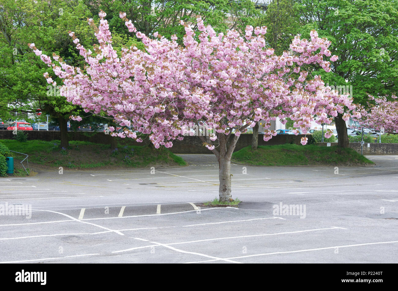 Ornamental Cherry Blossom Tree, in bloom, growing in an urban car park. These decorative shade trees are tolerant of atmospheric pollution. England UK Stock Photo