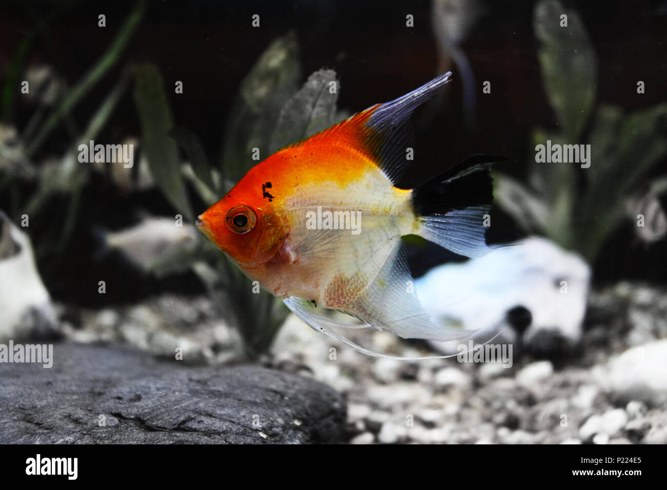 beautiful angel fish Stock Photo