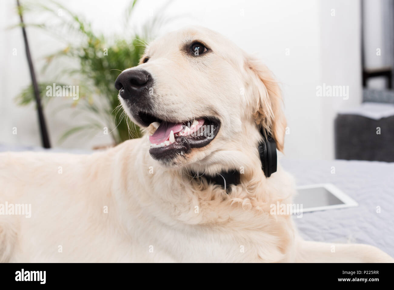 fluffy golden retriever dog lying on bed at home Stock Photo - Alamy
