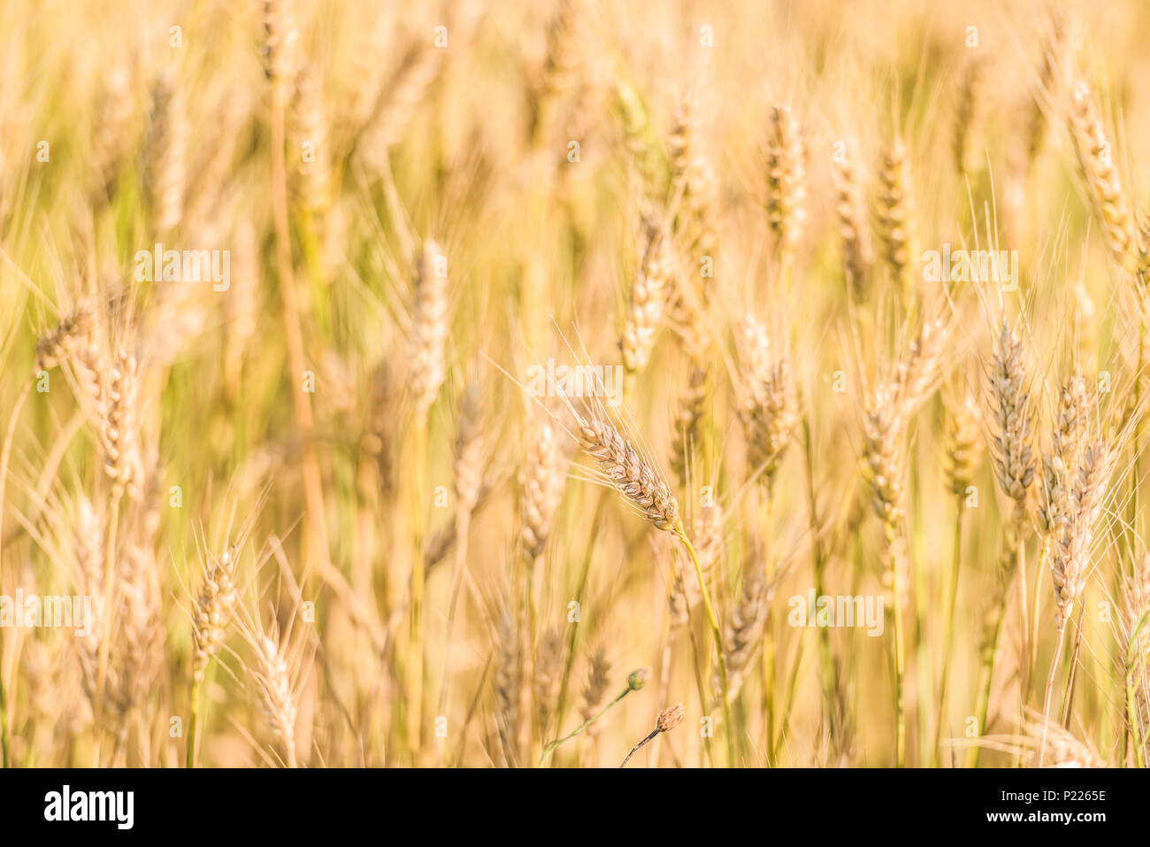 Beautiful nature sunrise landscape. Summer background of ripening ears of agriculture landscape. Wheat field natural product. Stock Photo