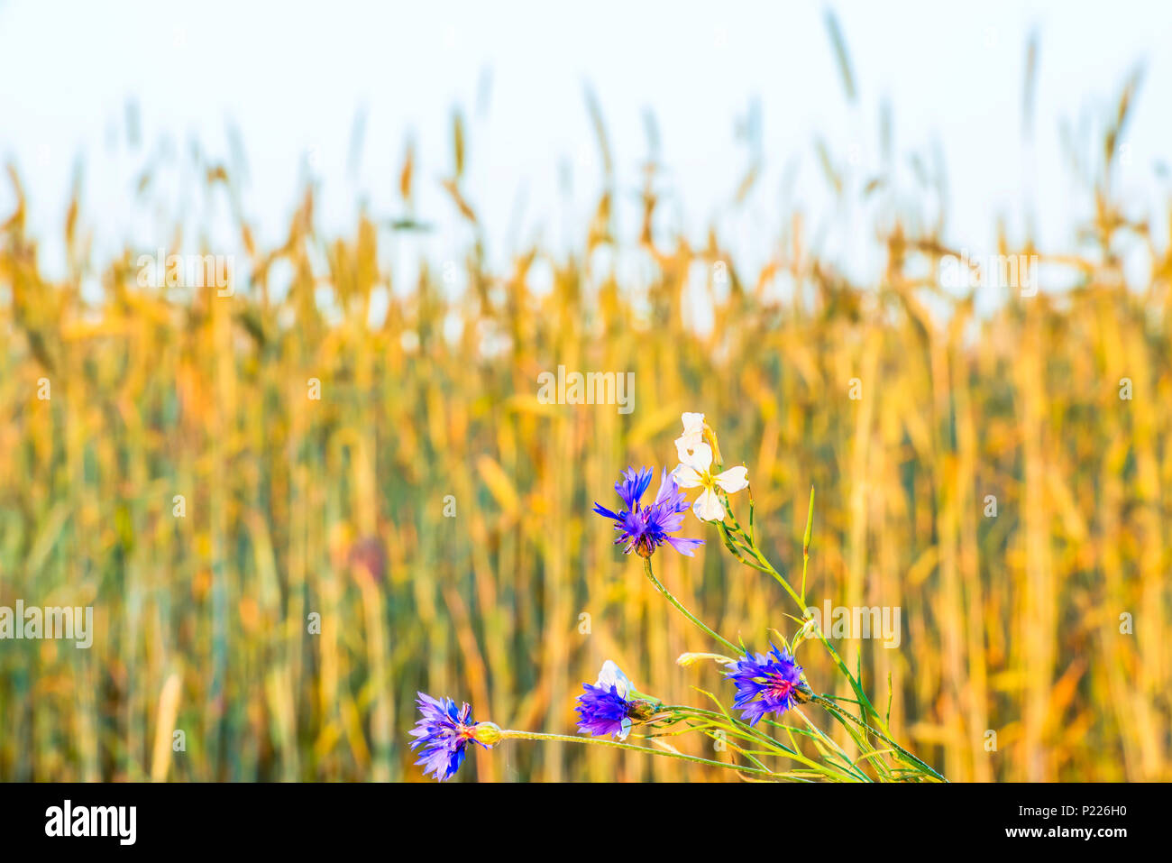 Wildflowers against the background of a wheat field Stock Photo
