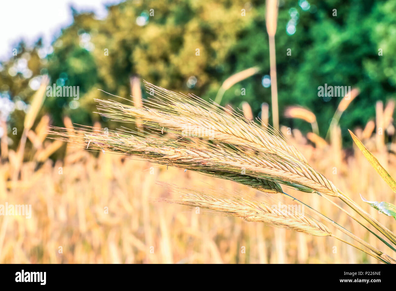 Spikelets of cereals against the background of wheat field Stock Photo