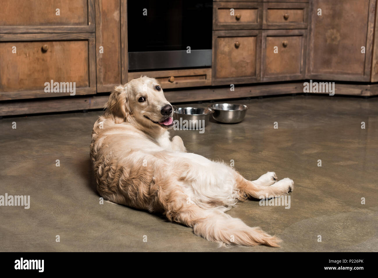 hungry golden retriever dog lying at metallic bowls in the kitchen